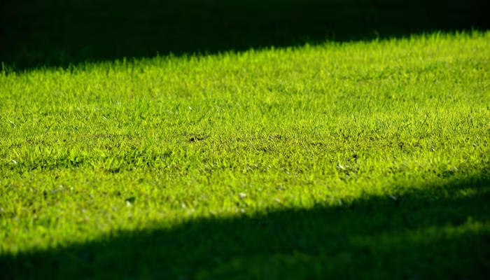 Lawns