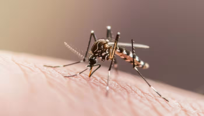 mosquito