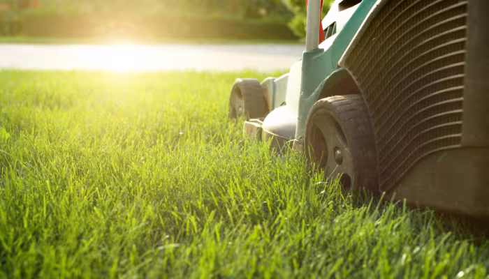 lawn care