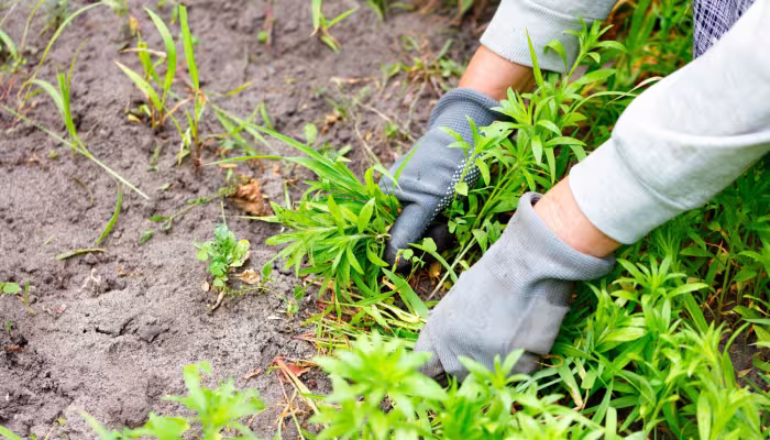 weed control