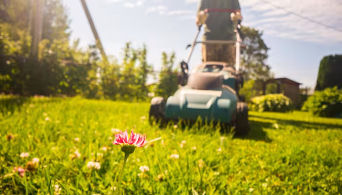 summer lawn care