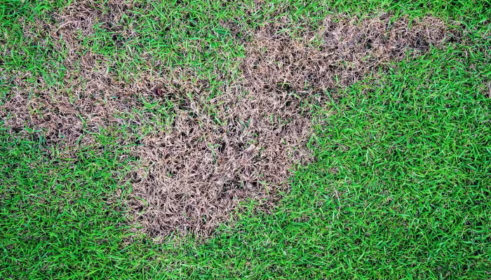 lawn brown patch