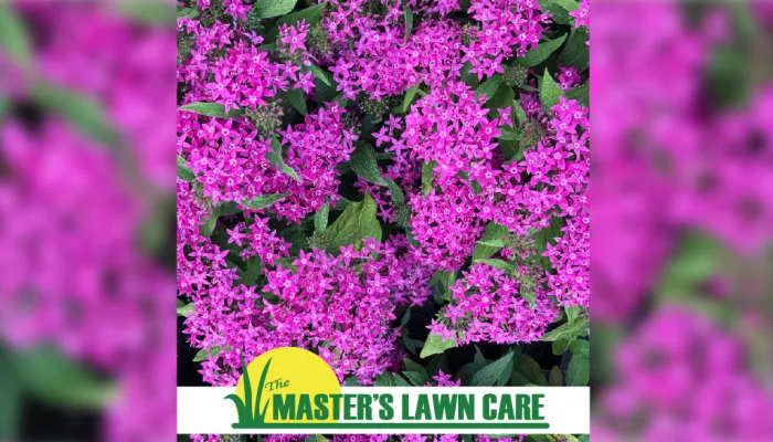 Photo of Dwarf Penta