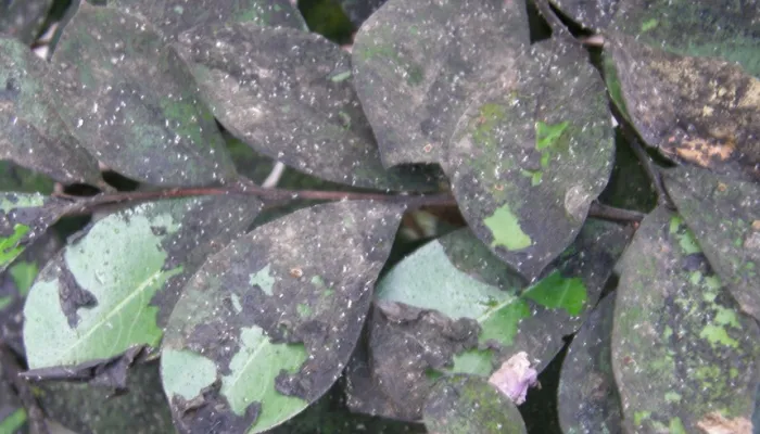 Moldy black Crape Myrtle leaves