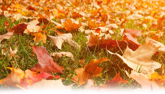 5 Gainesvillle Landscape Tips for Fall