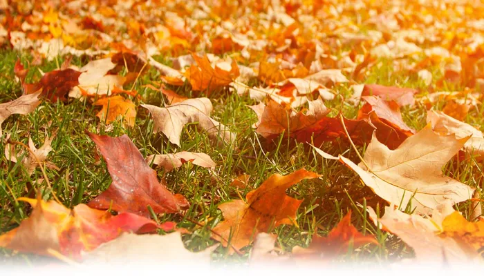 5 Gainesvillle Landscape Tips for Fall