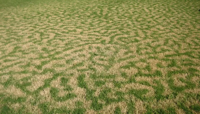 Frost Damage Lawn/Leopard Print