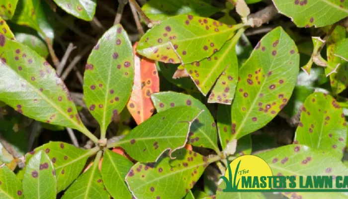 Leaf Spot on Ornamental Plants