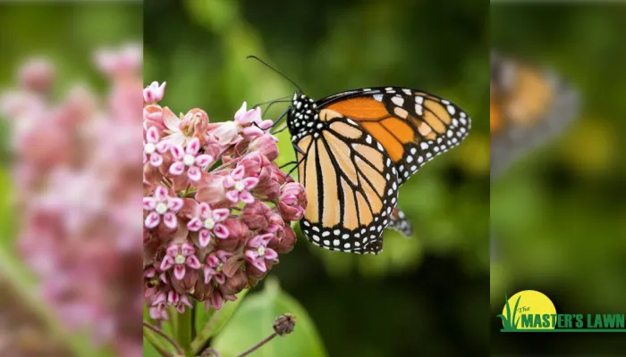 Butterfly on Milkweed plant