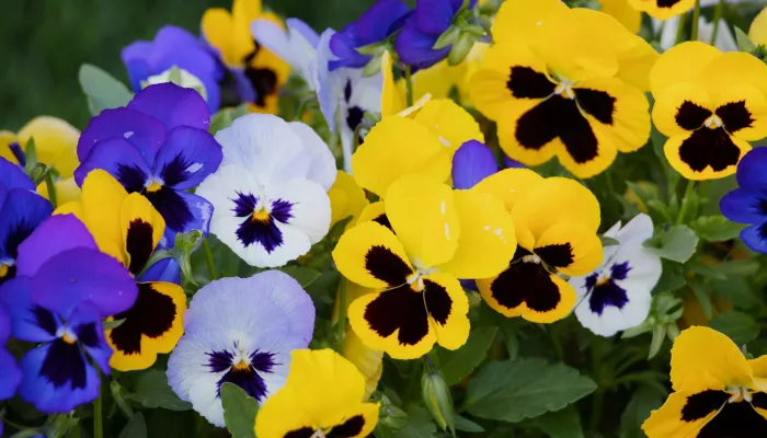 Pansies