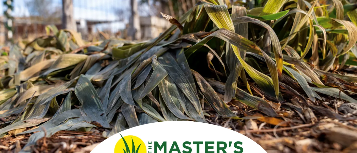 Freeze Damage Plant in a Jacksonville, Florida Landscape