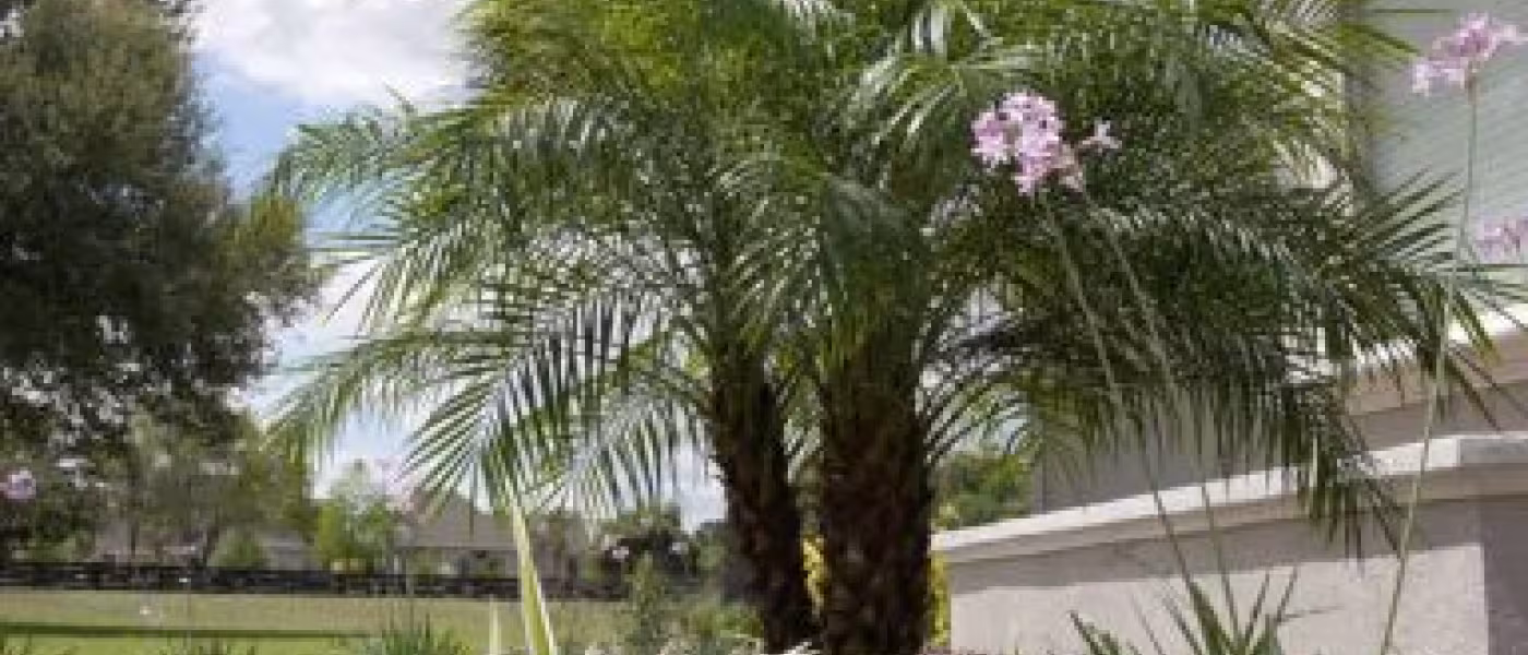 Completed landscape bed featuring a palm, flowering plants, and fresh mulch beside the home.