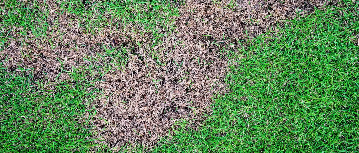 lawn brown patch