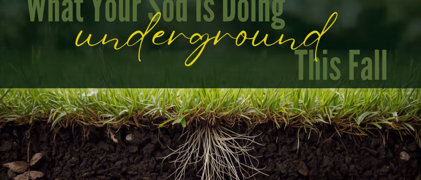What your sod roots are doing underground this fall