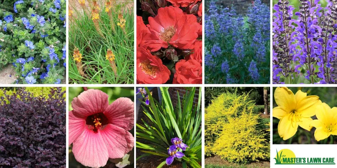 10 Plants for Sunny Landscapes