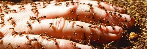 fire ants on hand