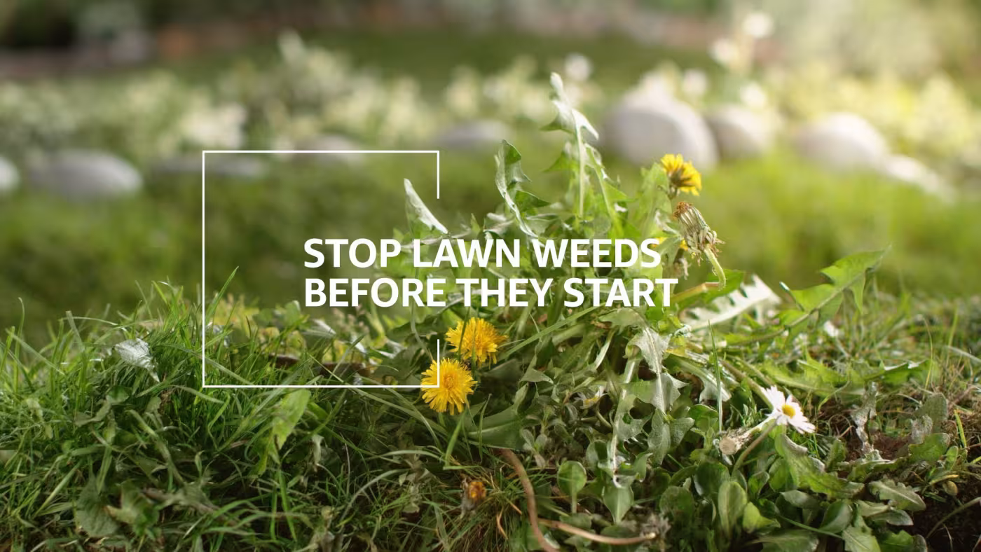 lawn weeds with text that says stop lawn weeds before they start
