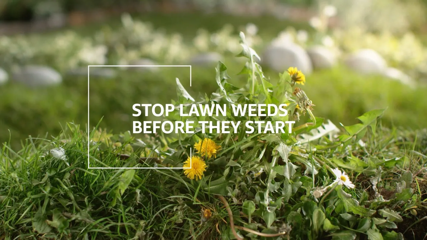 lawn weeds with text that says stop lawn weeds before they start