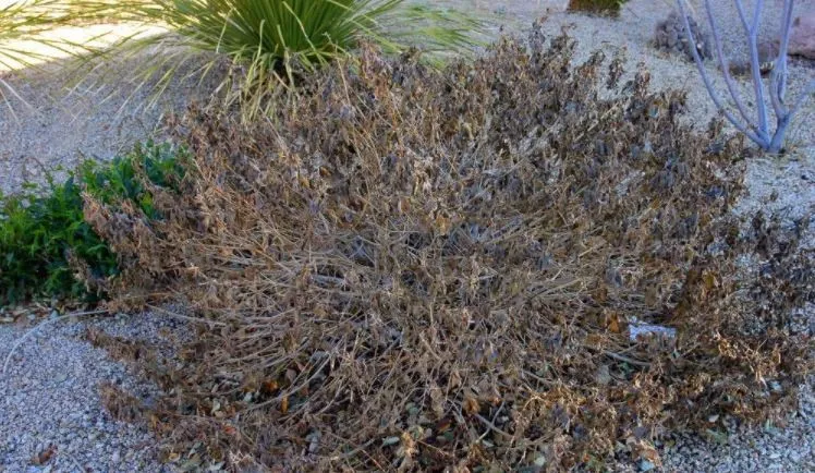 frost damaged lantana