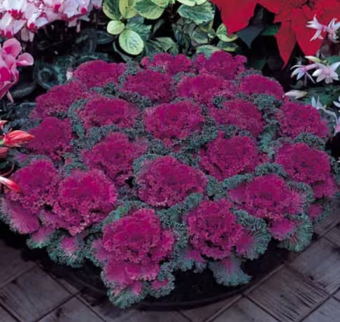 petunia