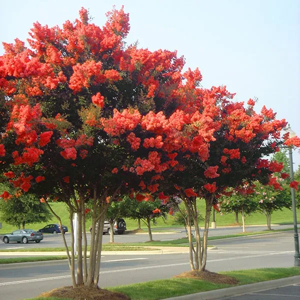 red rocket crape myrtle