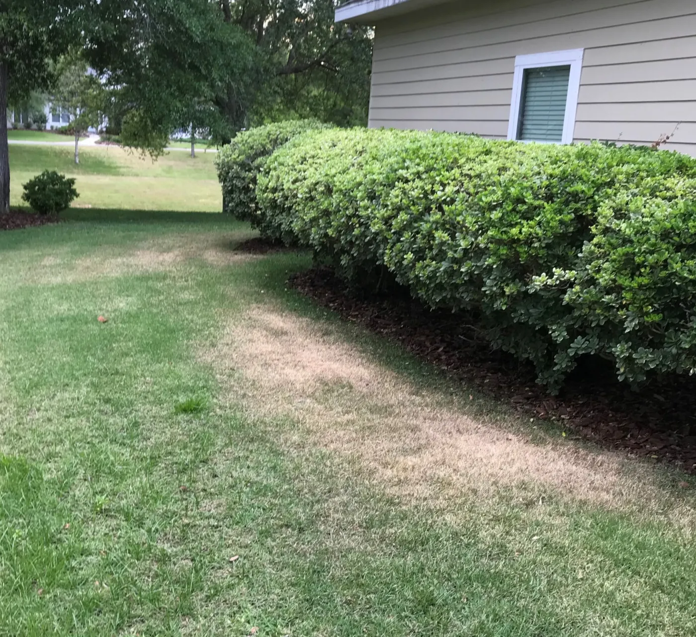 dry brown grass