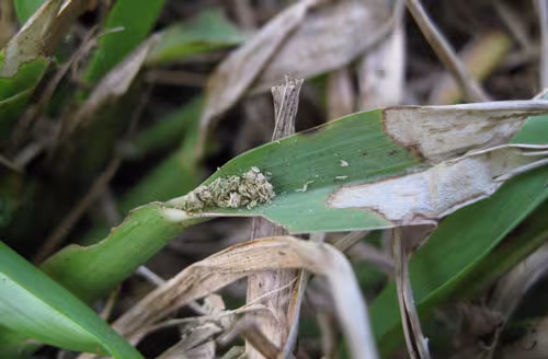 grey leaf spot fungus