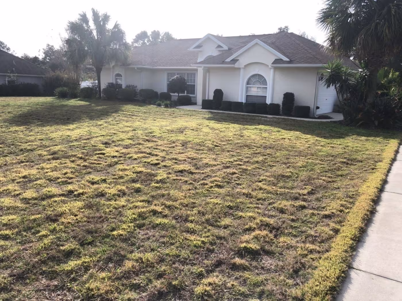 zoysia lawn from plugs before