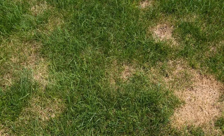 brown spot in grass