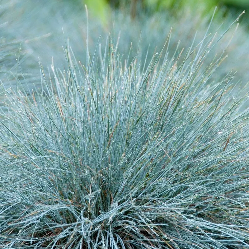 Elijah Blue Ornamental Grass