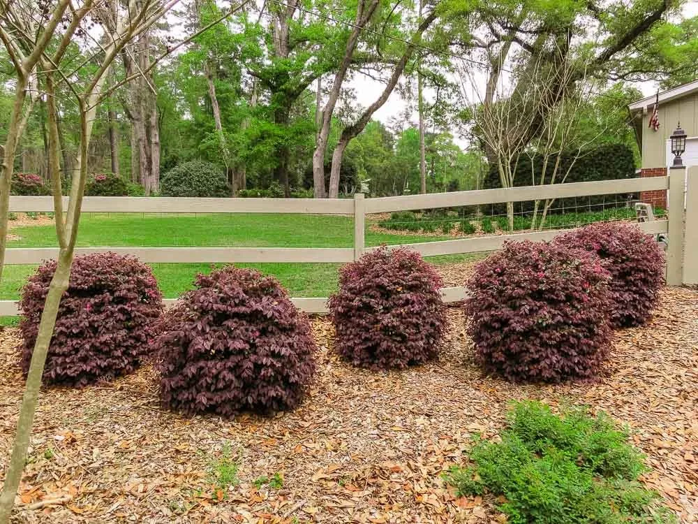 ruby loropetalum plants