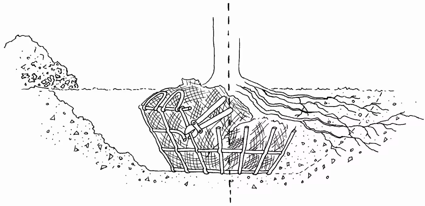tree rot flare diagram