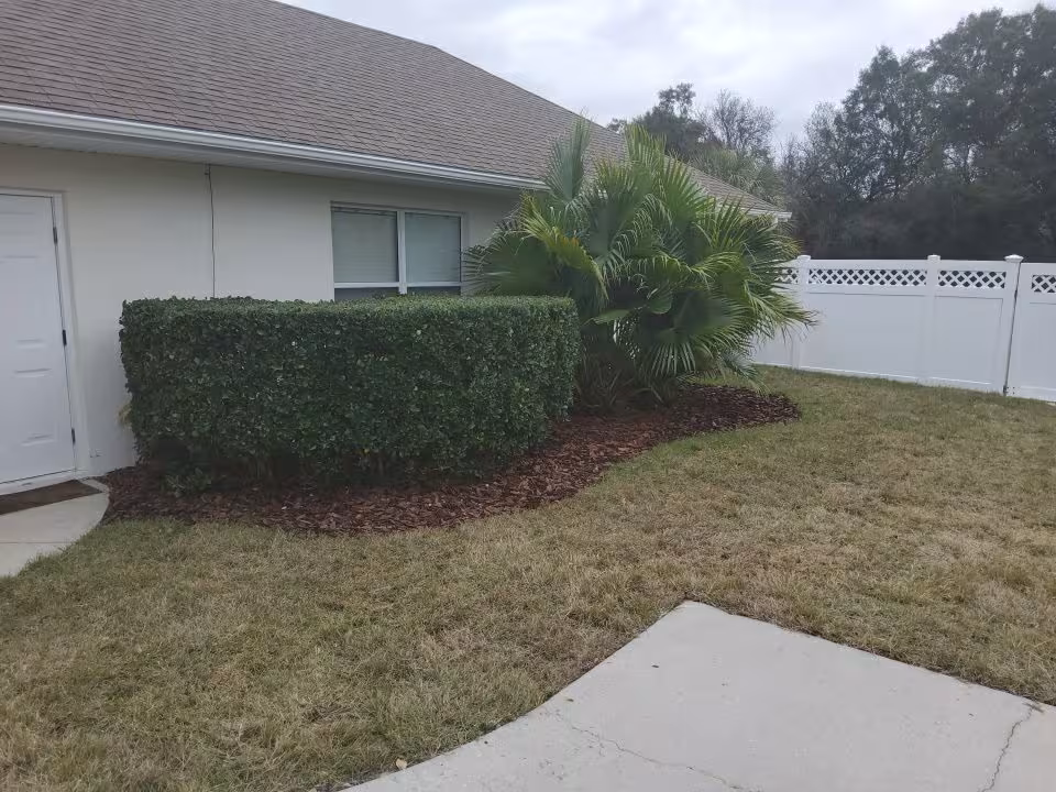 zoysia lawn from plugs before