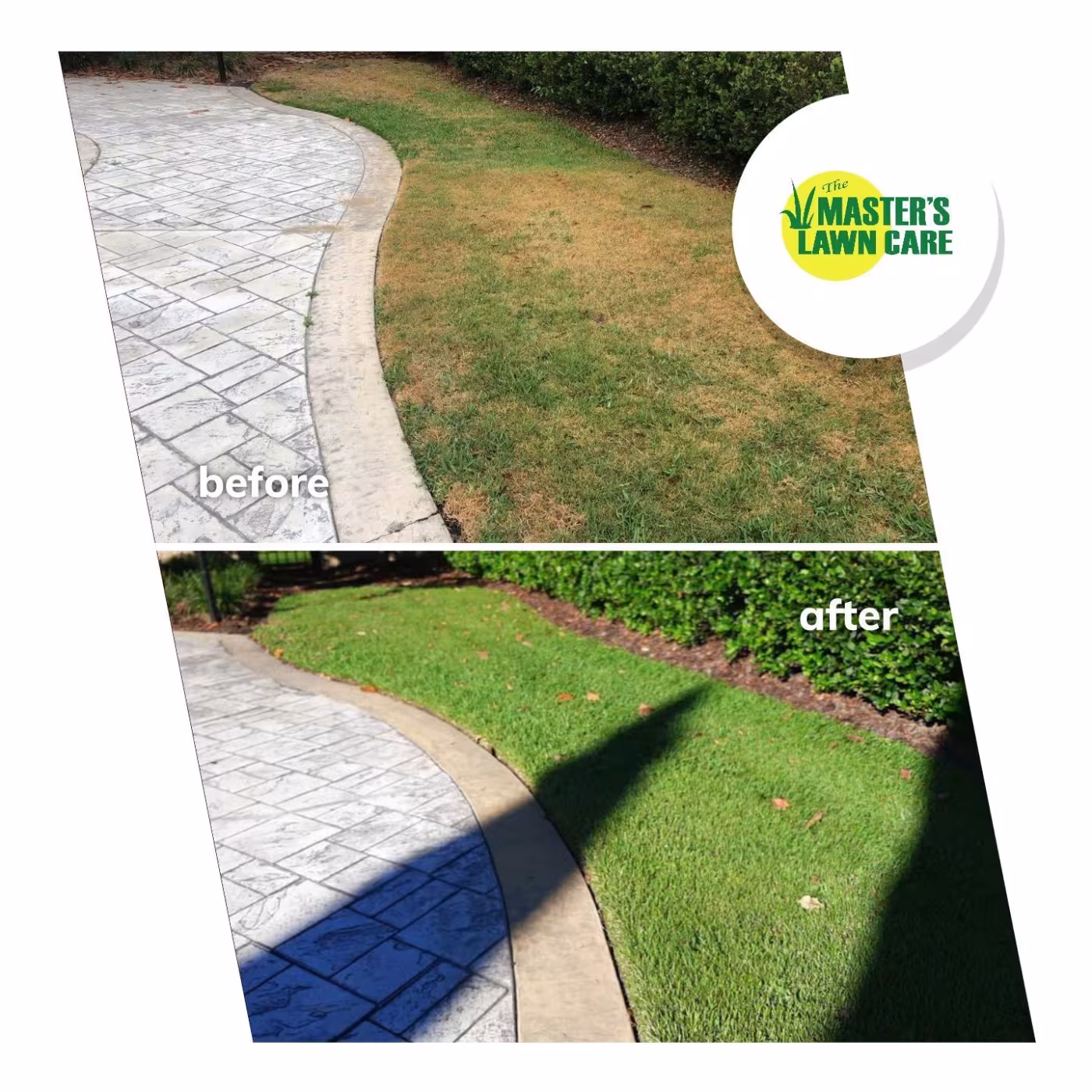 From Dying to Lush and Green lawn before and after