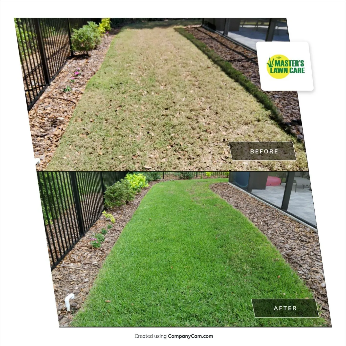 lawn health renovation before and after