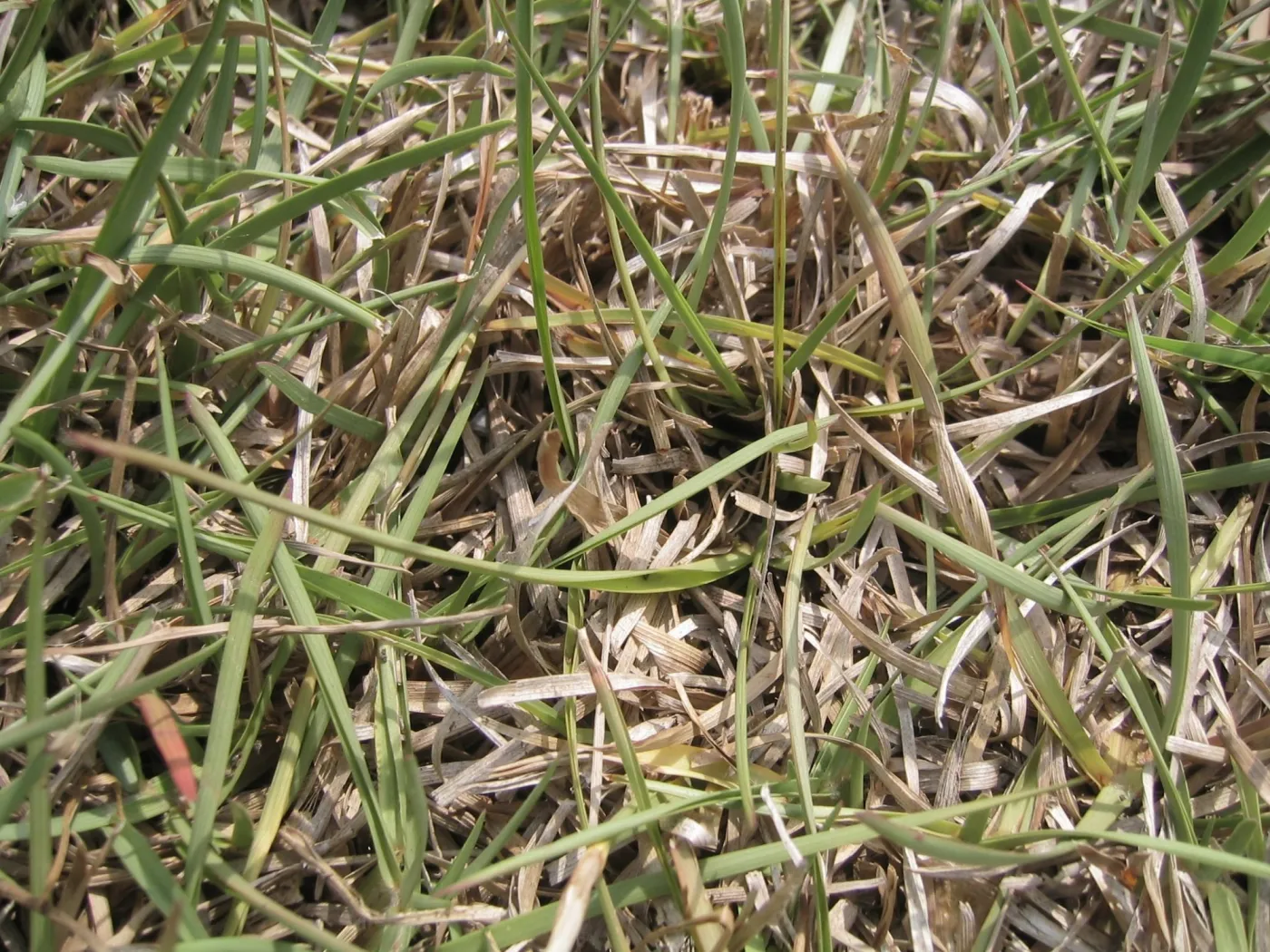 wilted grass