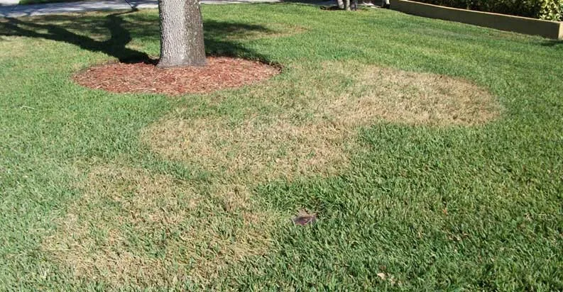 circles in grass