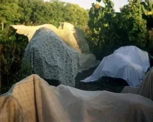 plants covered by fabric during a frost