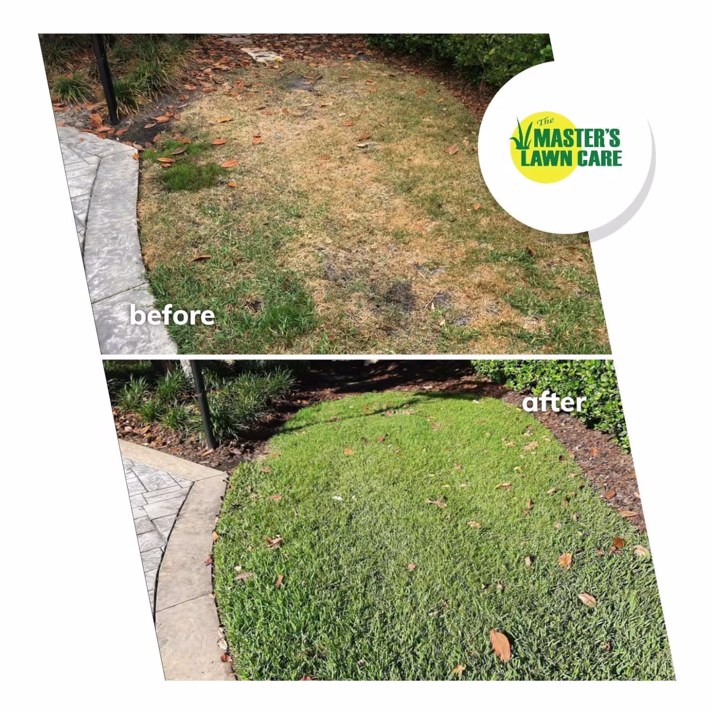From Dying to Lush and Green lawn before and after