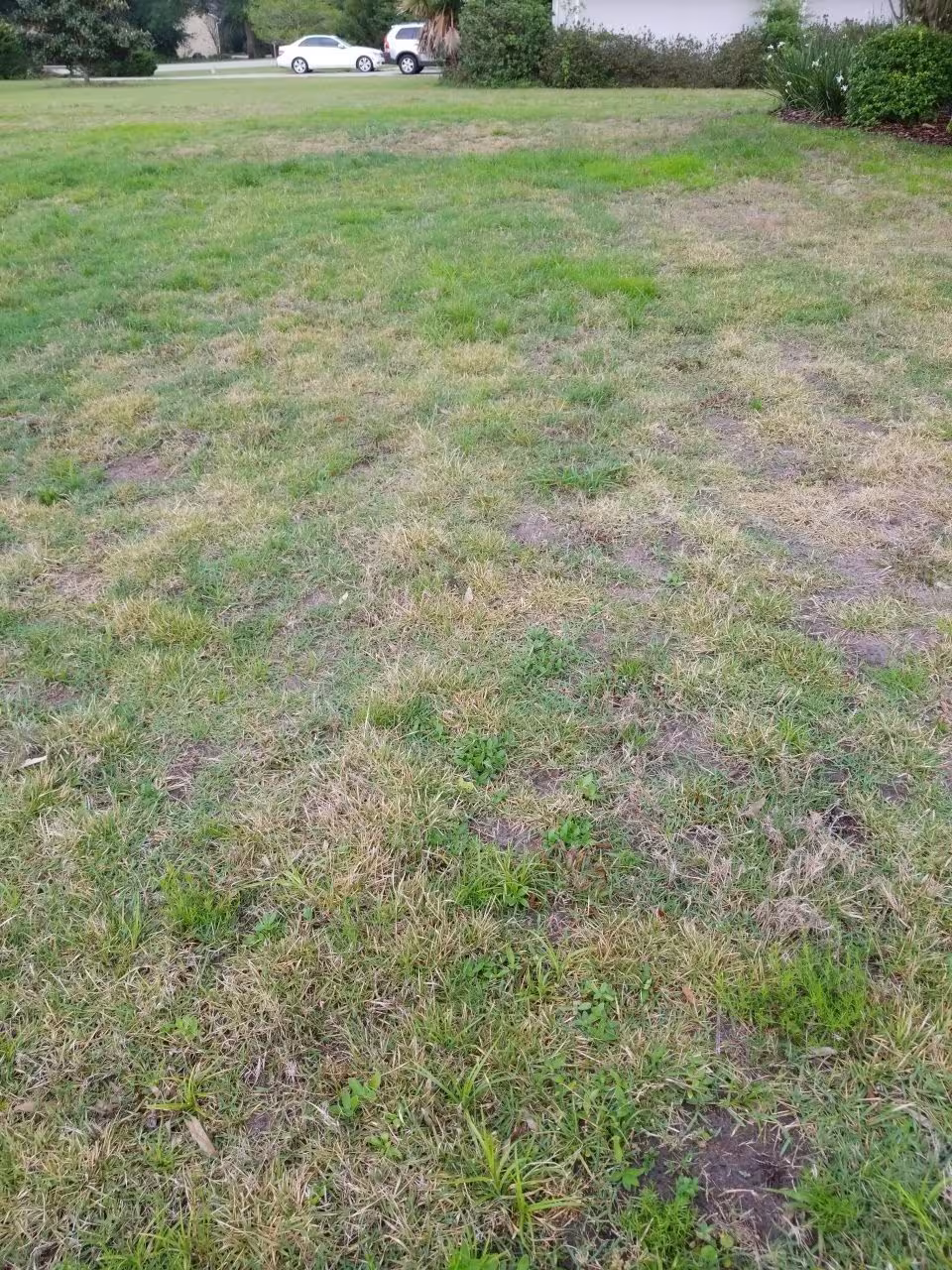 zoysia lawn