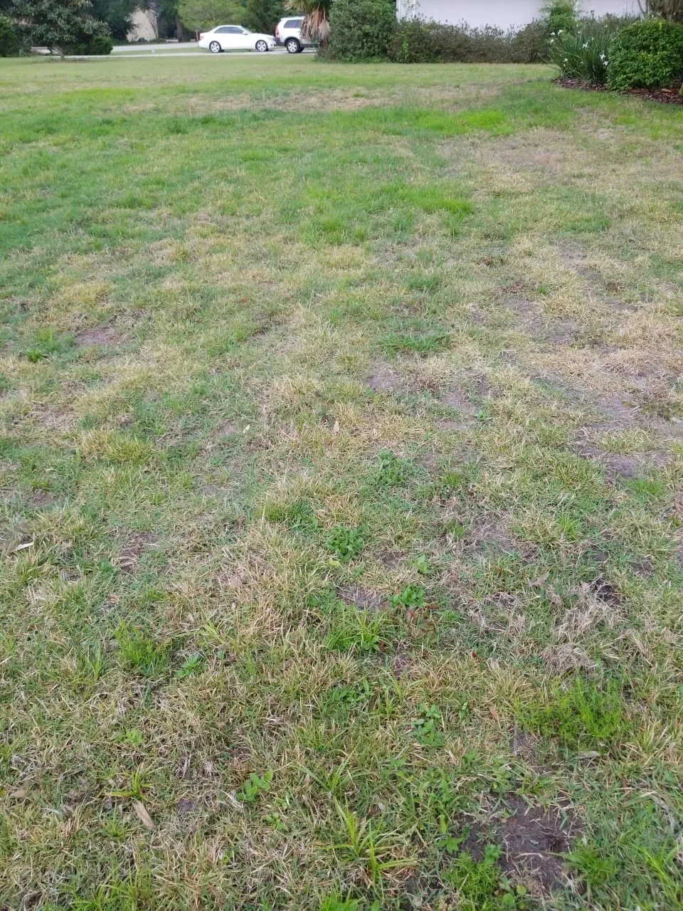 Lawn Project Spotlight: Zoysia Lawn spreads from Plugs to Picture of ...