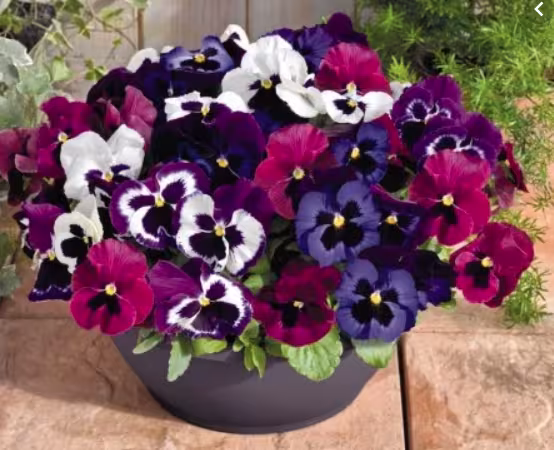 dianthus