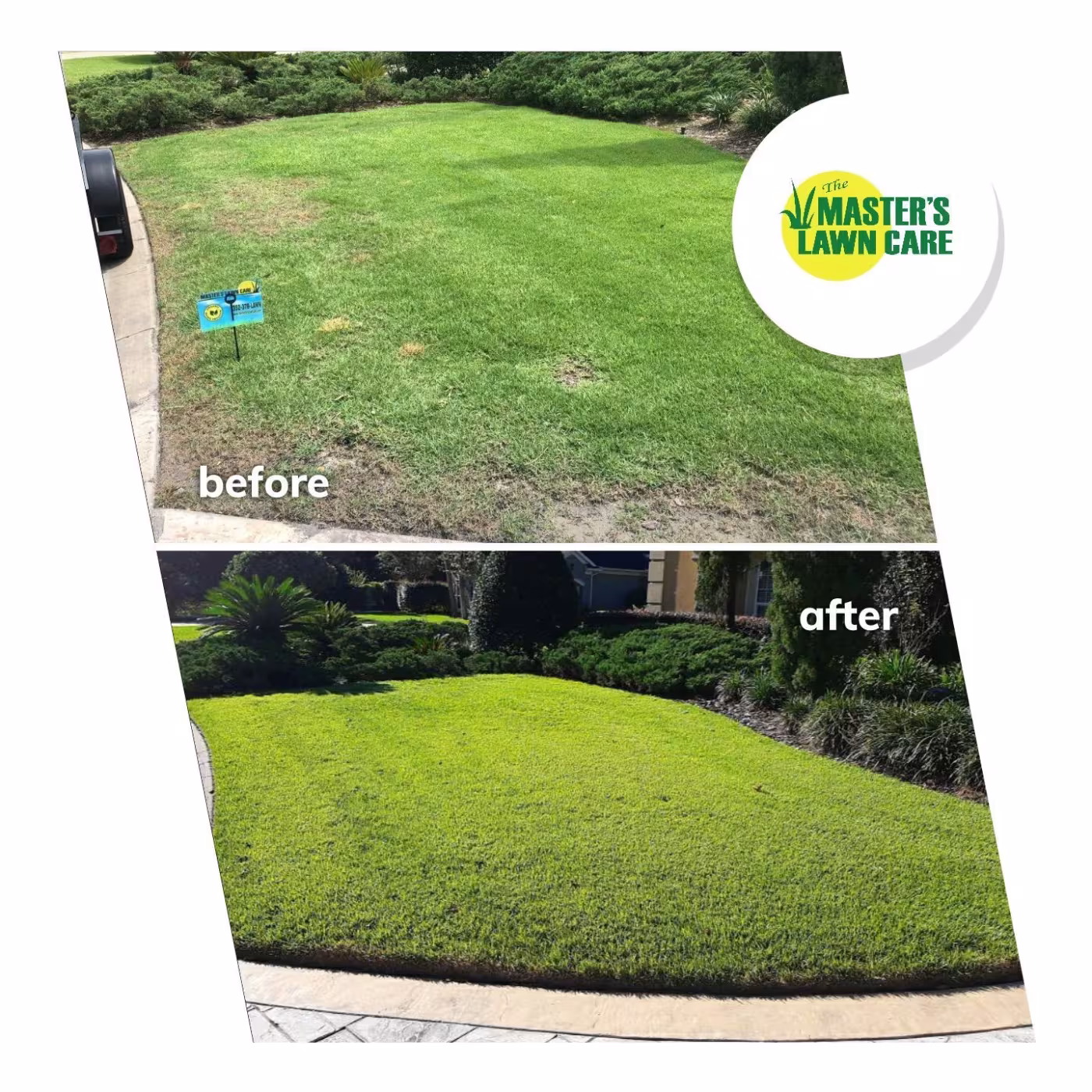 From Dying to Lush and Green lawn before and after