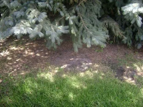 grass not growing under tree