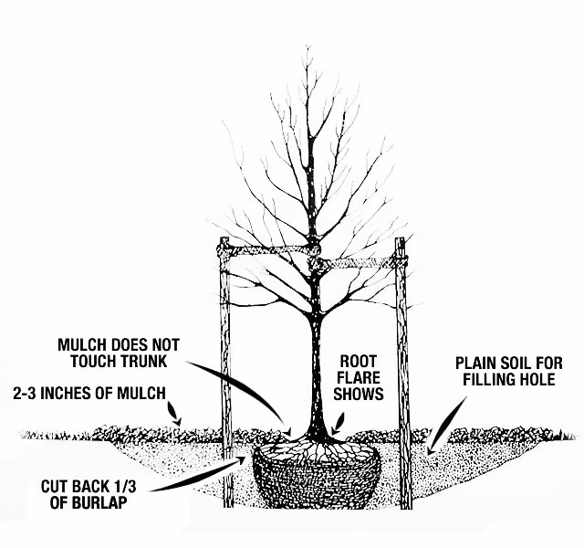 proper tree planting diagram
