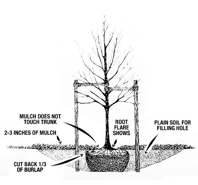 proper tree planting diagram