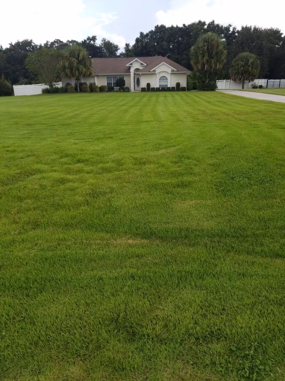 zoysia lawn from plugs after
