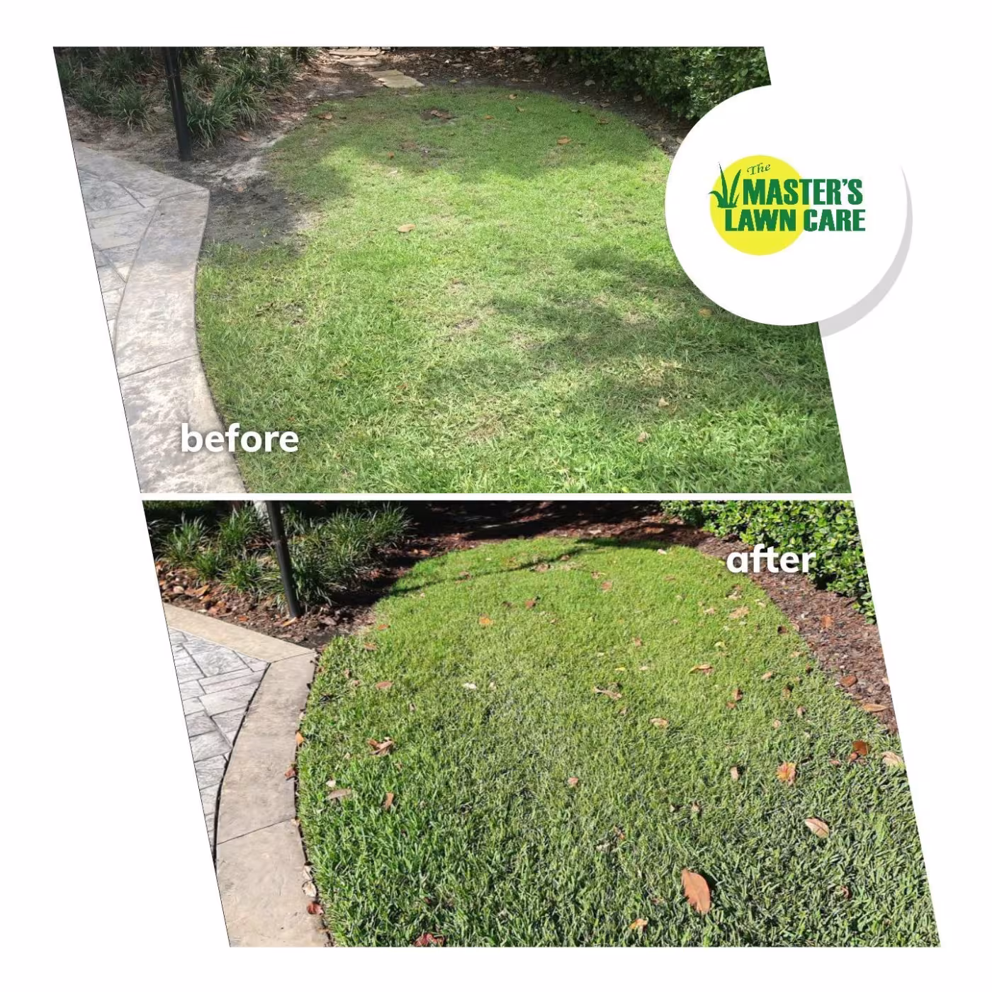 From Dying to Lush and Green lawn before and after