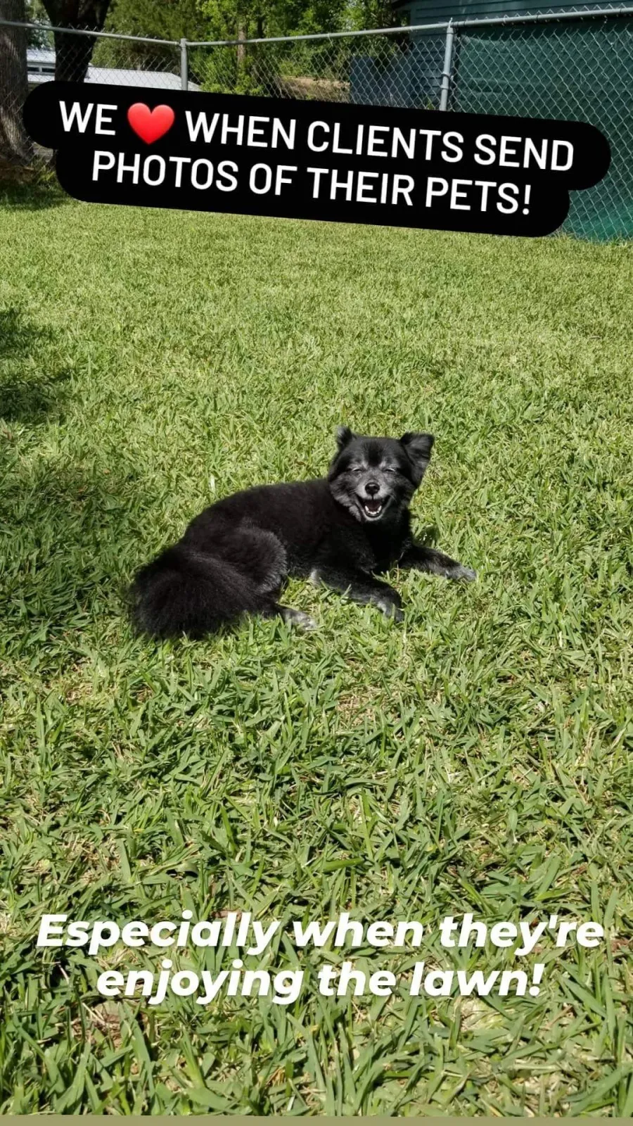 happy dog on landscape