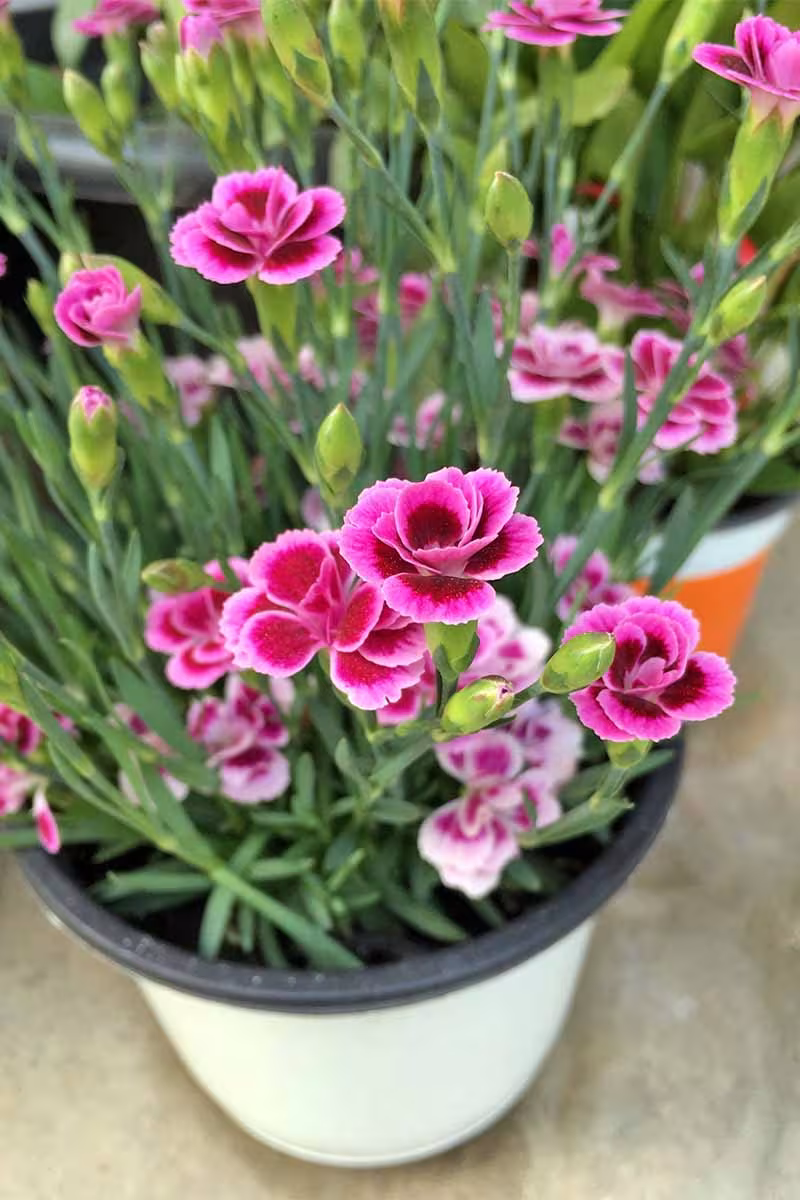 dusty miller